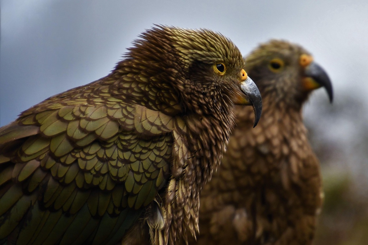 Bird, animal, mountain parrot — Best anti reflective lenses, optical coating company, and focusing optics